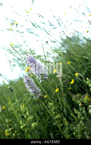 Gemeinsamen entdeckt Orchidee im traditionellen Heu Wiese, Draycote Wiesen, Warwickshire, England, UK Stockfoto