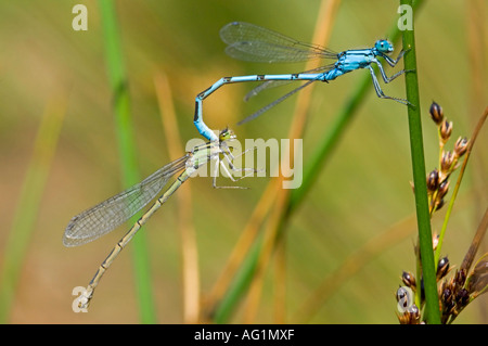 Ein paar gemeinsame blaue Libellen (Anallagma Cyathigerum) bei der Paarung. Stockfoto