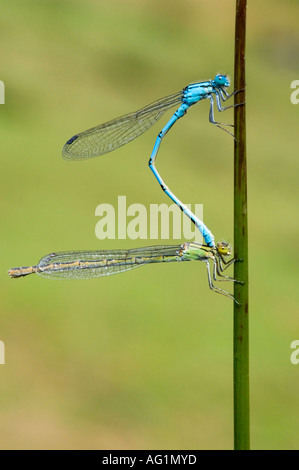 Ein paar gemeinsame blaue Libellen (Anallagma Cyathigerum) bei der Paarung. Stockfoto