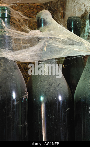 Weinflaschen in einer Cantina in Italien in Spinnennetzen abgedeckt Stockfoto