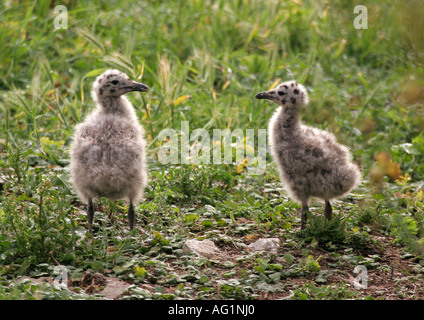 Weniger schwarz Backed Gull Küken (Larus Fuscus) auf Steepholm, Kanal von Bristol, UK Stockfoto