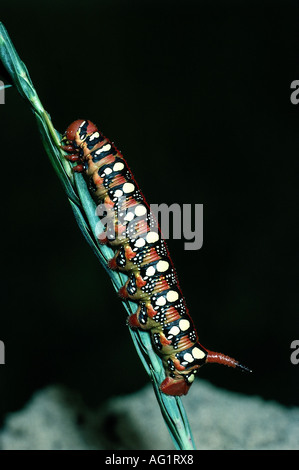 Zoologie / Tiere, Insekt, Sphingidae, Wolfsmilch Hawkmoth (stark Euphorbiae), Caterpillar, Vertrieb: Central Europe, südlichen E Stockfoto