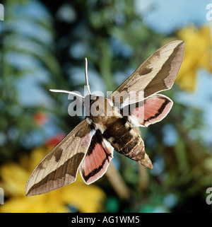 Zoologie / Tiere, Insekt, Sphingidae, Wolfsmilch Hawkmoth (stark Euphorbiae), fliegen, Verbreitung: Mitteleuropa, Südeuropa Stockfoto