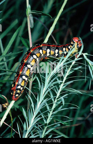 Zoologie / Tiere, Insekt, Sphingidae, Wolfsmilch Hawkmoth (stark Euphorbiae), Caterpillar, Nationalpark Kleinkumanien, Ungarn, Distri Stockfoto