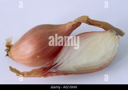 Allium Cepa var. Aggregatum "Mikor" (Schalotte) nahe zerschnitten Jersey halbe long-Typ Schalotten mit einem in der Mitte. Stockfoto