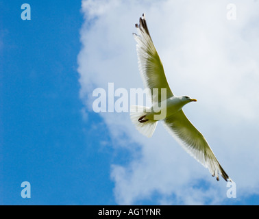 Nach oben geschossen Sie, der große Erwachsene Möwen fliegen / mit voll ausgefahrenen Spannweite vor blauem Himmel & Wolke Hintergrund - Landschaft Stockfoto