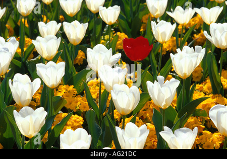 Eine rote Tulpen mit dem Rest weiß Stockfoto