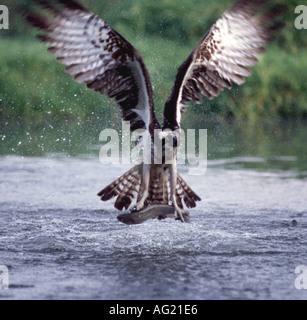 Fischadler mit Forellen abheben Stockfoto