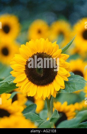 Feld von Sonnenblumen Helianthus im Spätsommer blühen und die Sonne zu verfolgen Stockfoto