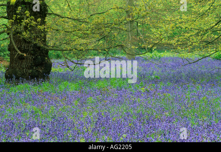 Glockenblumen unter Bäumen Stockfoto