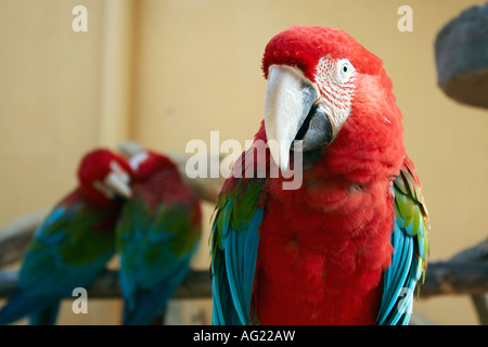 Aras, Langkawi Bird Paradise, Langkawi, Malaysia Stockfoto