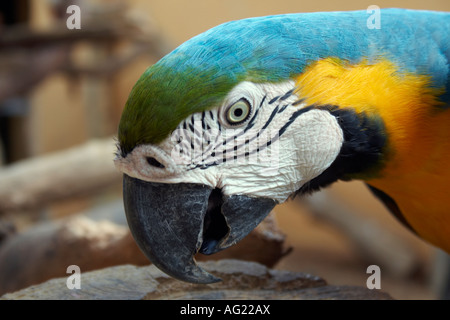 Ara, Langkawi Bird Paradise, Langkawi, Malaysia Stockfoto