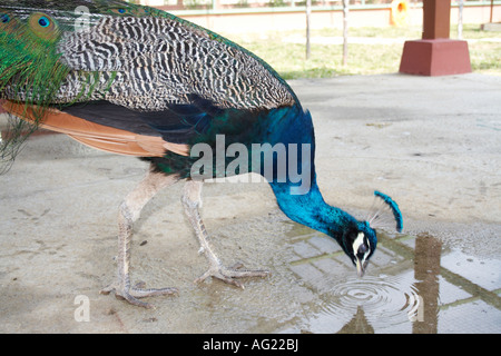 Pfau, Langkawi Bird Paradise, der Insel Langkawi, Malaysia Stockfoto