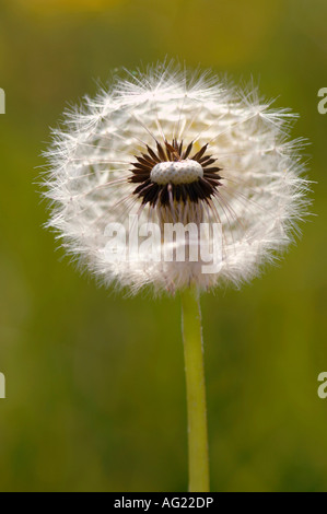 Löwenzahn, Nahaufnahme Stockfoto