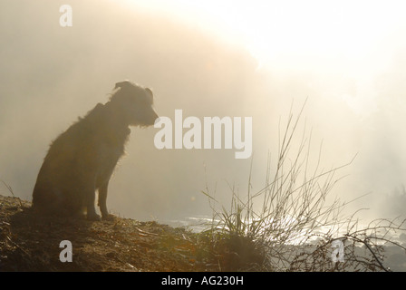 Ein Hund sitzt auf dem Rand eines Flusses Stockfoto