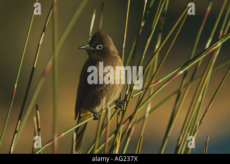 Eine Nahaufnahme eines Bulbul Vogels gefunden am südlichen Kap Stockfoto