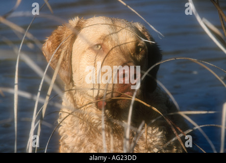 Porträt der Chesapeake Bay Retriever im Feld Stockfoto