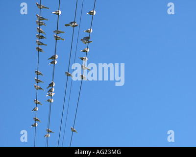 Tauben sitzen auf Stromkabel Stockfoto