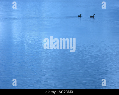 Zwei Enten schwimmen allein auf einem ruhig noch Teich Stockfoto