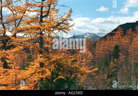 Sibirische Lärchenwald und Bergkette in den Hintergrund der polaren Ural Russland Stockfoto