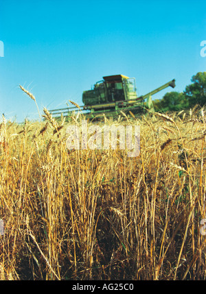 Ein Mähdrescher erntet ein wheaten Feld Altai Russland Stockfoto