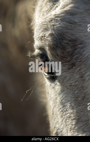 Camargue-Pferd - Auge Stockfoto