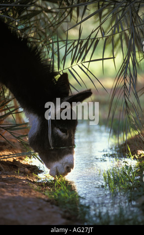 Algerien Timimoun Esel Trinkwasser in Bewässerungskanal Stockfoto