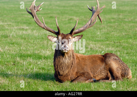 Ruhen Sie sich nach der jährlichen Brunftzeit Rotwild Hirsch Stockfoto