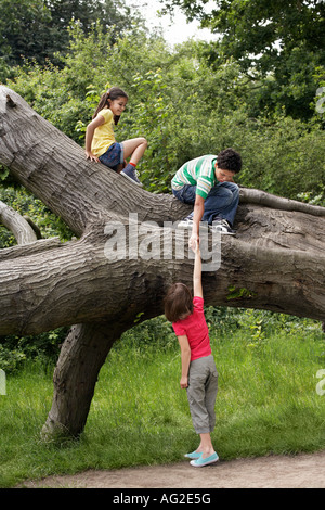 Drei Freunde (7-9) auf umgestürzten Baum klettern Stockfoto