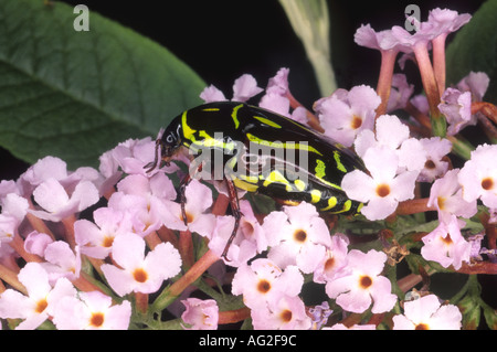 Fiddler Käfer oder Rose Chafer, Eupoecila Australasiae, ist bunte k Mitglied der Skarabäus-Käfer-Familie in Ost-Australien gefunden Stockfoto