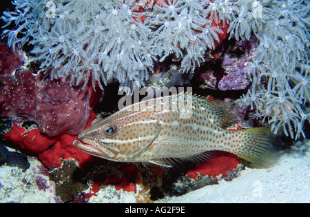 Whitelined Rockcod, auch bekannt als schlanke Zackenbarsch, Anyperodon Leucogrammicus, vor einem Patch von Weichkorallen Stockfoto