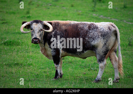 langhornige Kuh Stockfoto