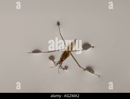 Teich-Skater Gerris lacustris Stockfoto