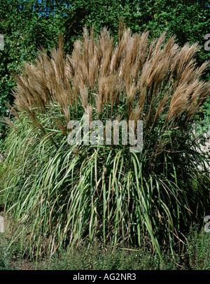 Botanik, Pampas Gras, (Cortaderia selloana), Spikes, Additional-Rights - Clearance-Info - Not-Available Stockfoto