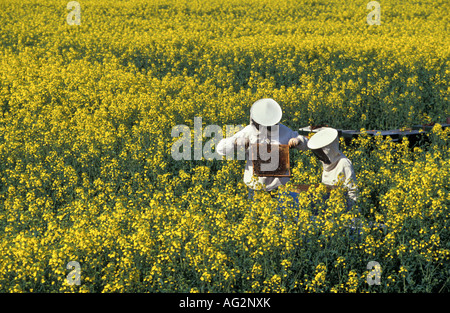 Niederländischen Lelystad Bee Tierhalter in Raps Feld Stockfoto