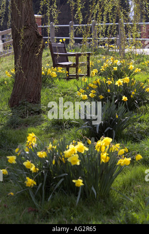 Narzissen und frühen Blätter in Ths klassische Feder Ansicht des Dorfes ist große schließlich in North Essex Stockfoto