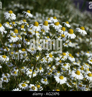 Botanik, Kamille, Kamille (Matricaria Chamomilla), Additional-Rights - Clearance-Info - Not-Available Stockfoto