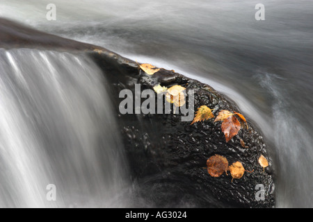 Blätter auf Felsen Stockfoto