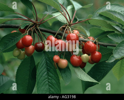 Reife Kirschen am Baum Lieblings Merton Stockfoto