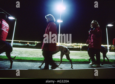 Windhundrennen in Walthamstow Dog Track, London, UK Stockfoto