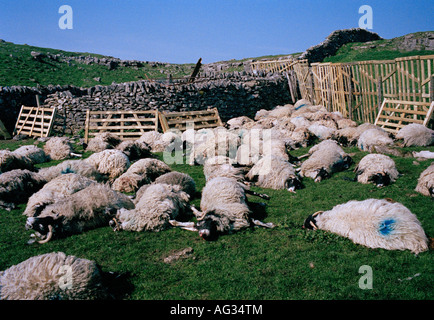 Maul- und Klauenseuche. Schafe sind in Yorkshire während der 2001 Ausbruch der Seuche in England getötet. Stockfoto