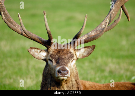 Ruhen Sie sich nach der jährlichen Brunftzeit Rotwild Hirsch Stockfoto