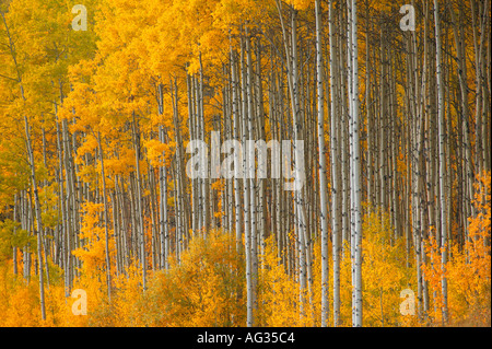 Herbst Bäume Pappeln in der Nähe von Grand Cache entlang der Bighorn Highway Alberta Highway 40 Alberta Kanada Stockfoto