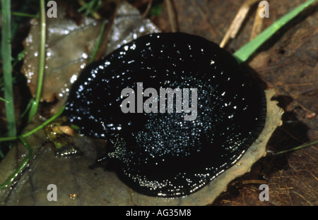 Zoologie/Tiere, Weichtiere, Arionidae, Schwarz slug, (Arion ater), sitzend auf Blatt, Verbreitung: Europa - Additional-Rights Clearance-Info - Not-Available Stockfoto