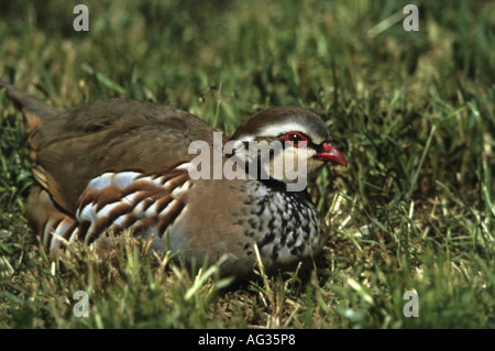 Zoologie/Tiere, Vogel/Vogel, Phasianidae, Red-legged Partridge (alectoris Rufa), sitzend auf Gras, Crau, Frankreich, Verbreitung: Europa - Additional-Rights Clearance-Info - Not-Available Stockfoto