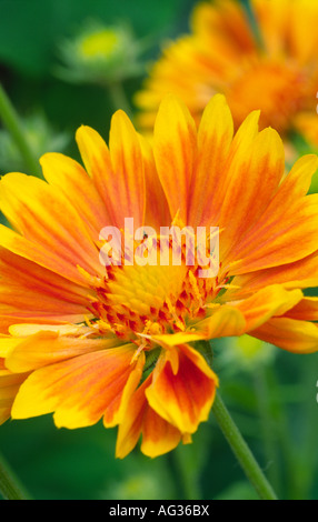 Die schöne Blüte von Gaillardia St Clements Decke Blume im Garten Scotland UK Stockfoto