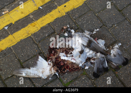 Road Kill gequetscht Taube neben doppelte gelbe Linien auf einer Straße in UK Stockfoto