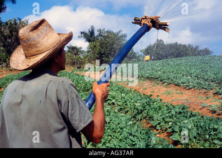 Tabak-Arbeiter Bewässerung Tabakpflanzen in Pinar del Rio Kuba in der Nähe von Viñales Stockfoto