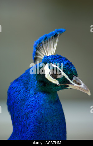 Pfauenblauer Pfauenkopf Stockfoto