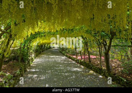 Laburnum Arch at Bodnant Gardens near Llandudno Gwynedd North Wales GB UK Europe Stockfoto